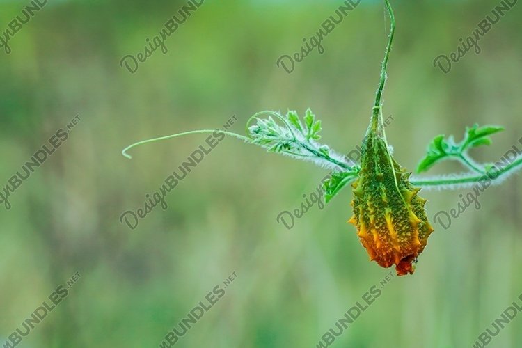 Garden Background Image 18