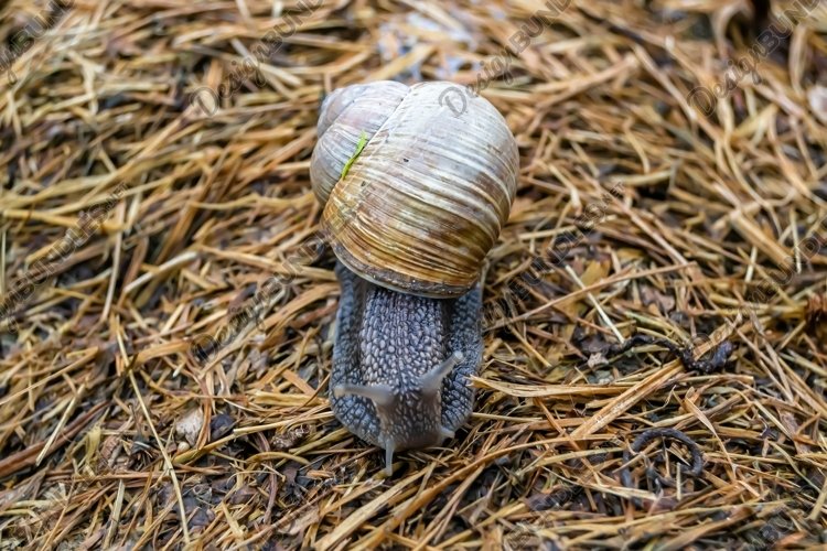 Snail Clipart Image 22