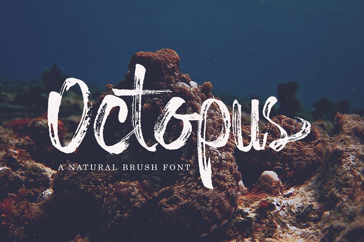 Octopus example image 1