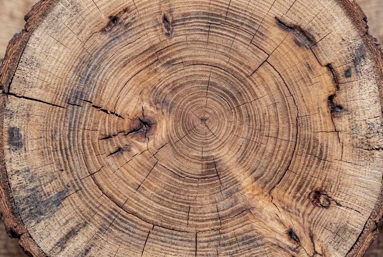 natural wooden texture