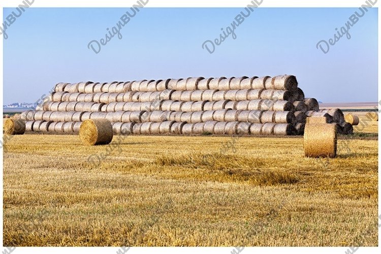 agricultural field with straw stacks