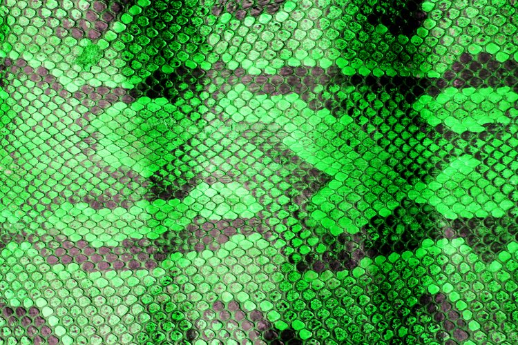 Close Up of Abstract Green Real Snake Skin Snake Print example image 1