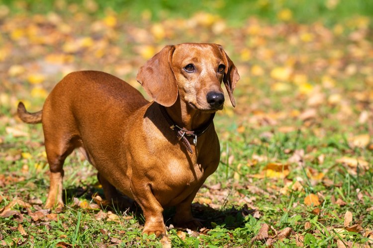 Puppy Clipart Image 5