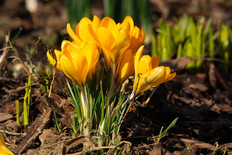 Garden Background Image 17