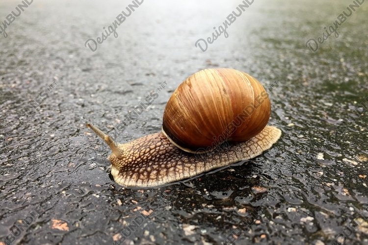 Snail Clipart Image 19