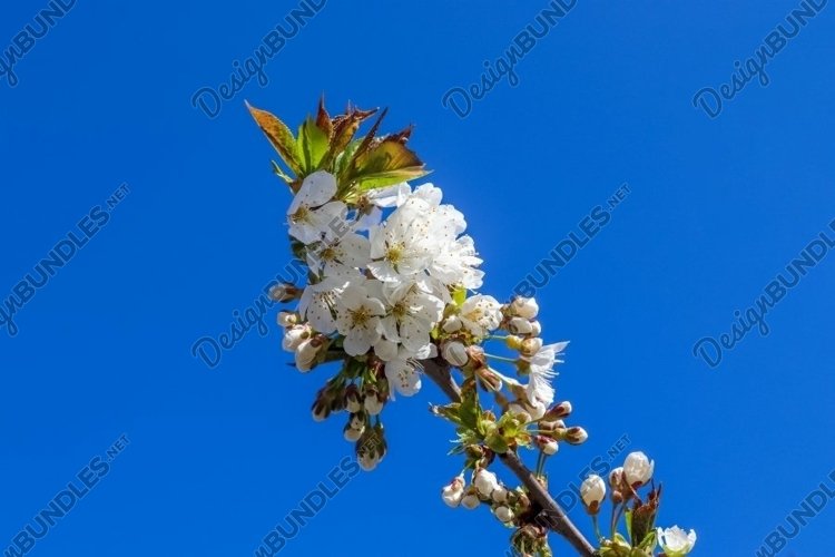 Valentine Background Image 9