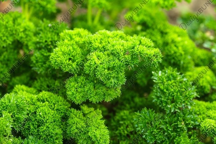 Curly parsley leaves