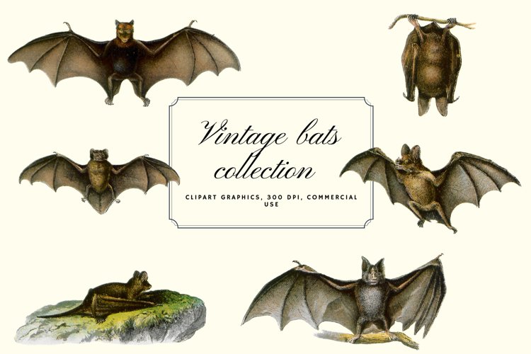 Vintage Bats Collection, Creepy Graphics Illustration example image 1
