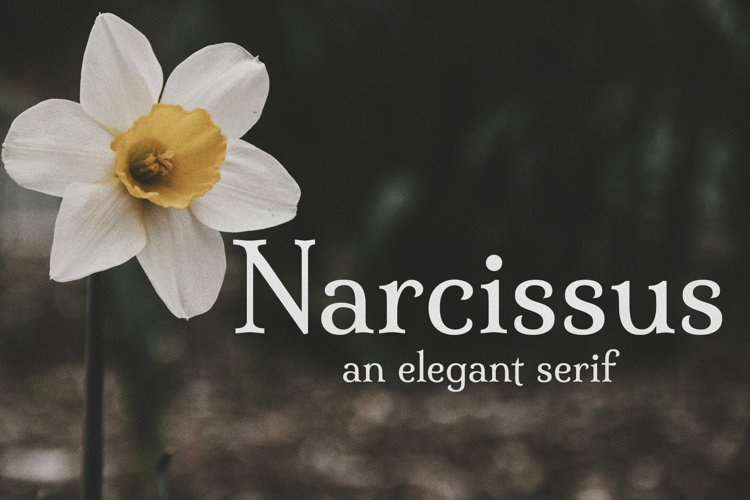 Narcissus // An Elegant Serif example image 1