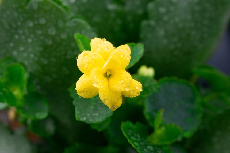 Yellow Florist kalanchoe