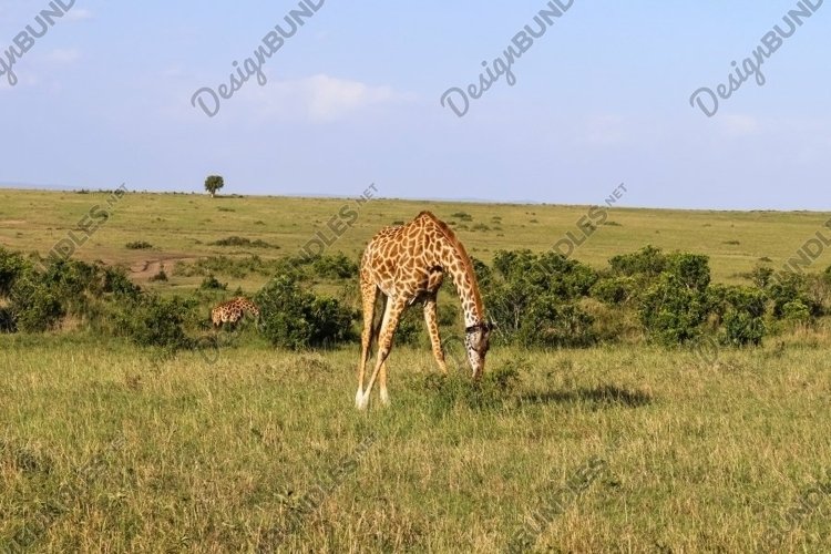 Beautiful wild giraffe in africa