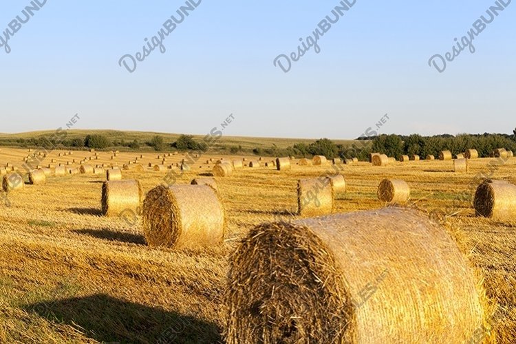 Wheat Clipart Image 11