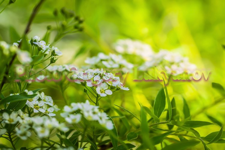 Garden Background Image 11