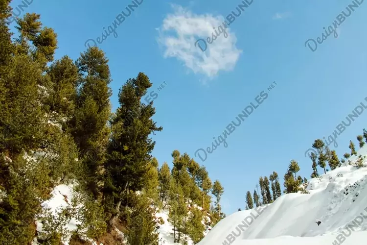 Breathtaking view of the trees on the snow-covered