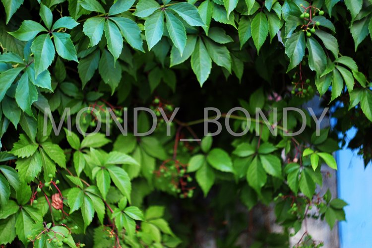 leaves and plants close up example image 1