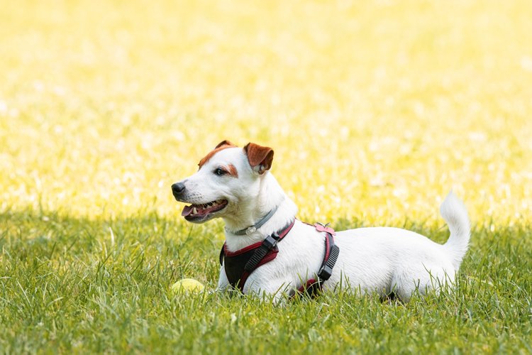 Puppy Clipart Image 15