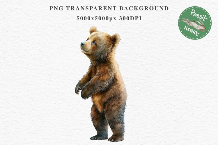 Bear Drawing Image 13