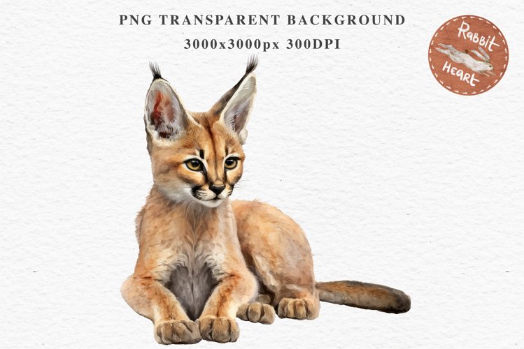 Baby Caracal Safari Animals Clipart Savanna Cats PNG Art