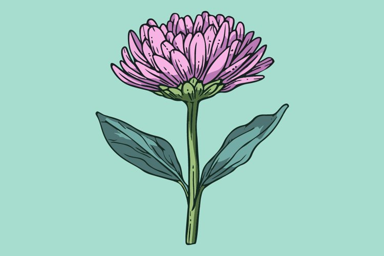 Bachelor's Button example image 1