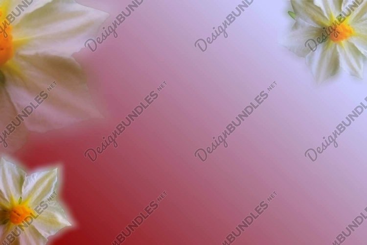 Flower Clipart Image 17
