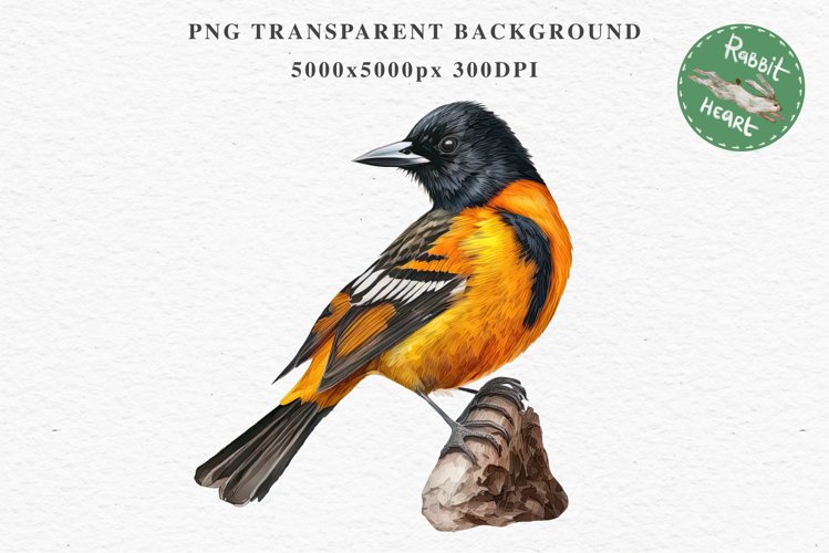 Baltimore Oriole Birds Clipart Forest PNG Nursery Art Image Watercolor  Transparent Print invitation t-shirt designs sublimation kids printable digital watercolor cute Baltimore Oriole, Safari birds bird clipart, sublimation nursery drawing Savanna