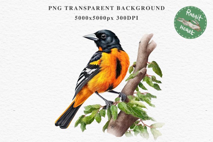 Baltimore Oriole Birds Clipart Forest PNG Nursery Art Image Watercolor  Transparent Print invitation t-shirt designs sublimation kids printable digital watercolor cute Baltimore Oriole, Safari birds bird clipart, sublimation nursery drawing Savanna