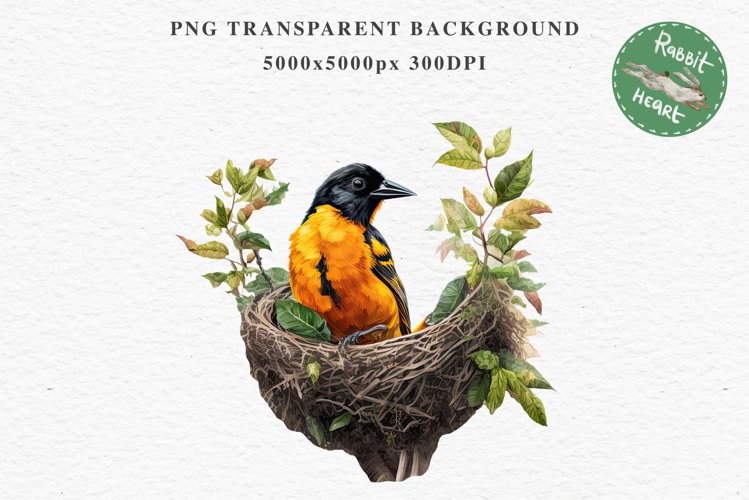 Baltimore Oriole Birds Clipart Forest PNG Nursery Art Image Watercolor  Transparent Print invitation t-shirt designs sublimation kids printable digital watercolor cute Baltimore Oriole, Safari birds bird clipart, sublimation nursery drawing Savanna