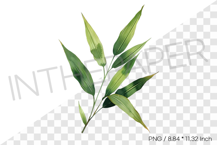 Bamboo Leaf Cluster Tropical Summer Clipart Watercolor