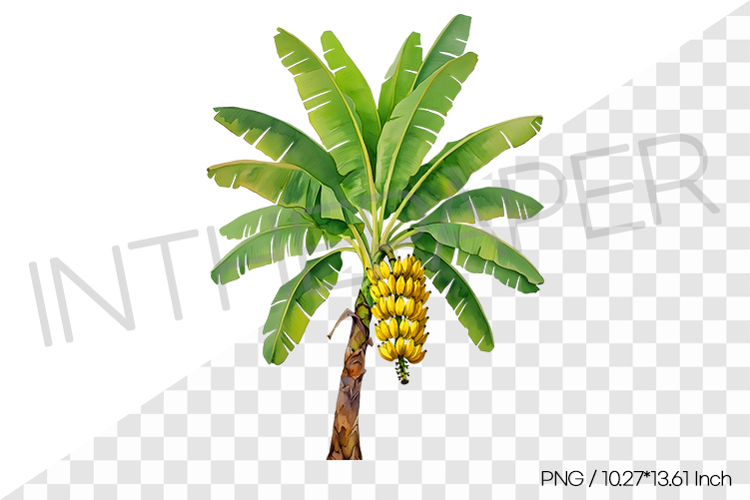 Fruit Vector Image 17