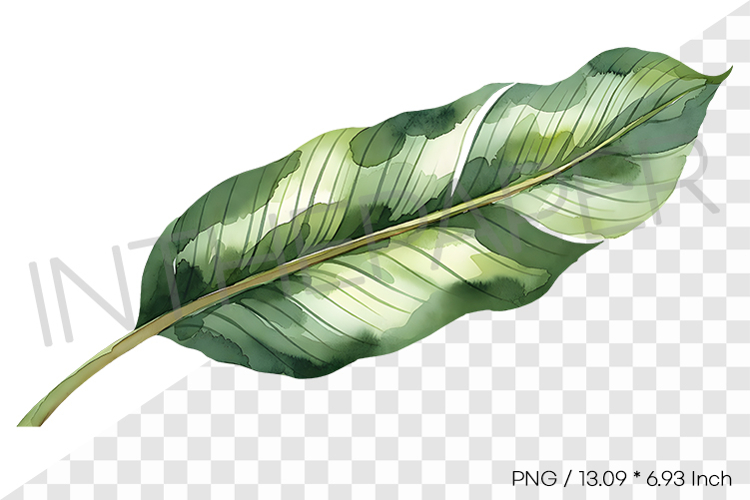 Leaf Drawing Image 10
