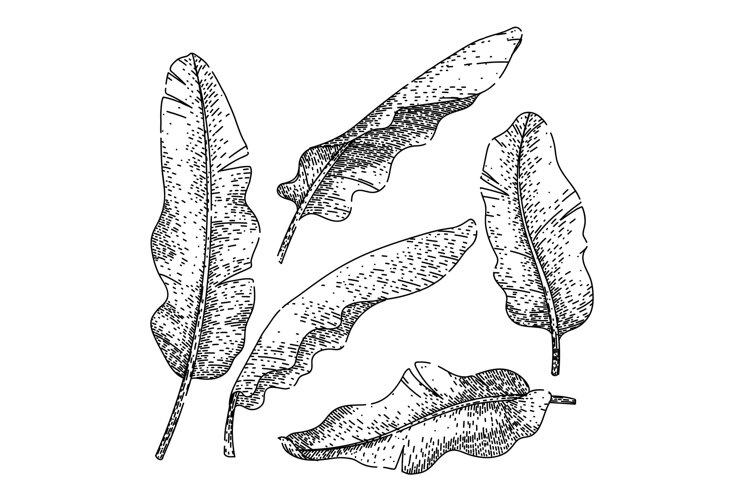 banana leaf set sketch hand drawn (6557319)