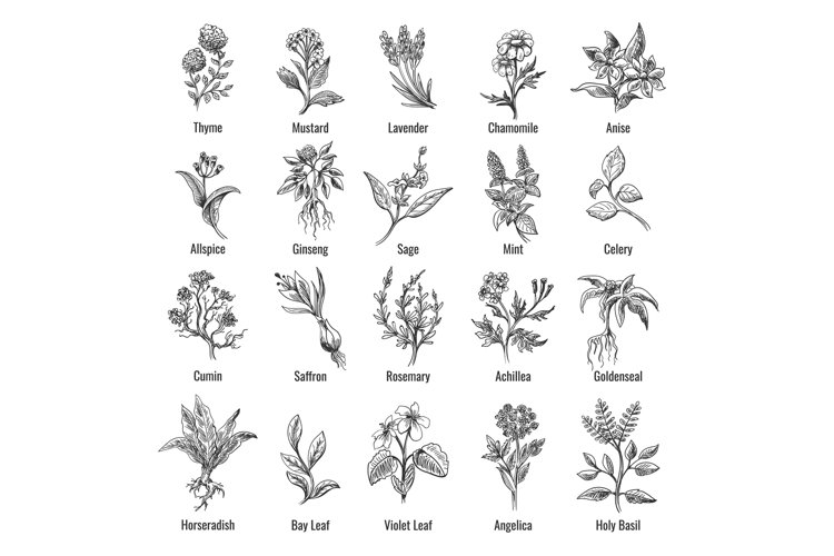Mint Clipart Image 21