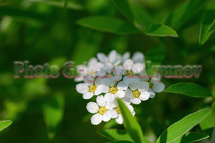 Garden Background Image 2