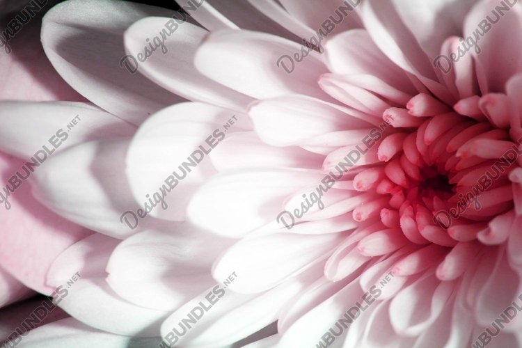 Valentines Background Image 3