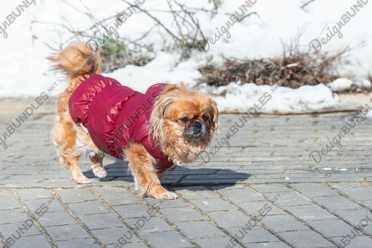 Small little Pekingese dog in winter example image 1