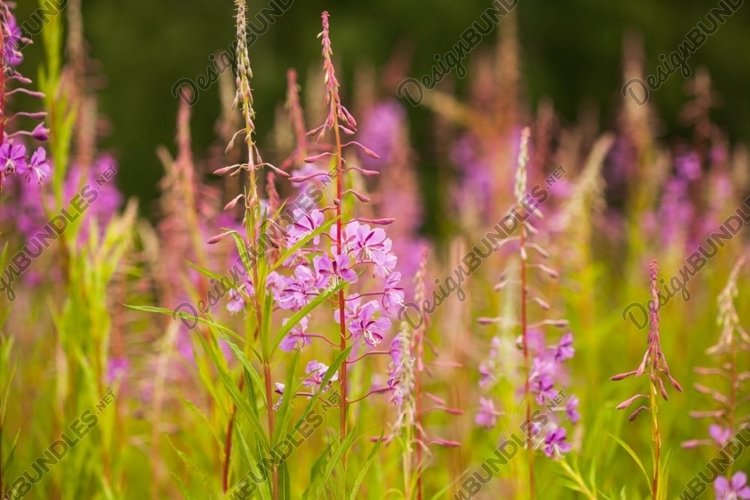 Grass Background Image 19