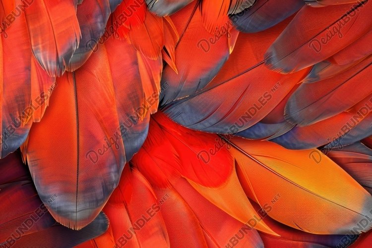Feathers Clipart Image 3