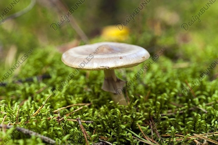 Woodland Clipart Image 24