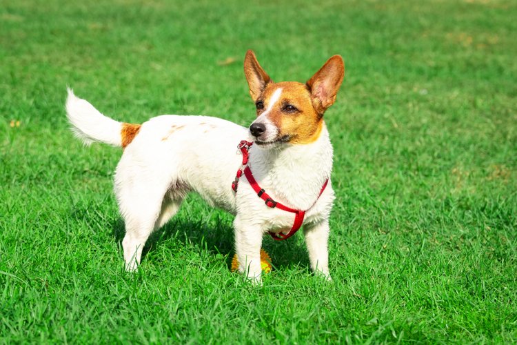Puppy Clipart Image 10