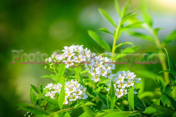 Garden Background Image 4