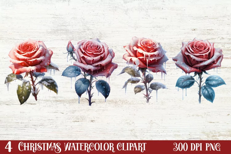 Beautiful Winter Roses Clipart, Christmas Rose Clipart
