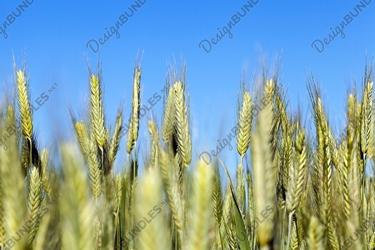 Wheat Clipart Image 16