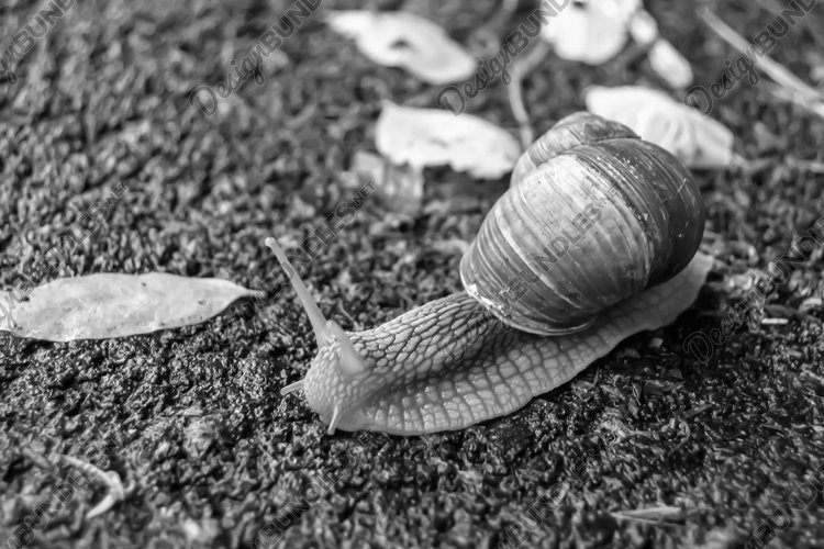 Big garden snail in shell crawling on wet road hurry home