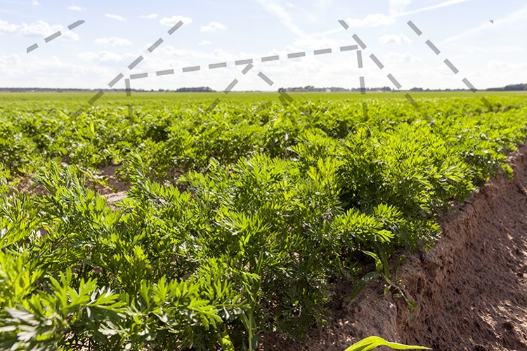 Farm Background Image 17