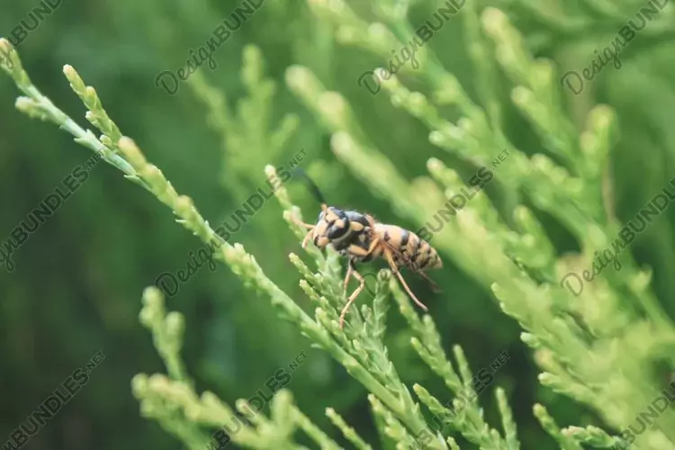 Close up shot of Arborvitae on a green leaf