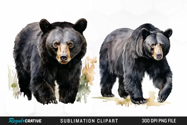 Watercolor Black Bear Illustration Clipart