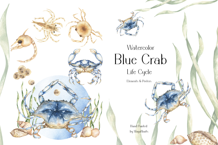 Watercolor Blue Crab Life Cycle Set Bundle