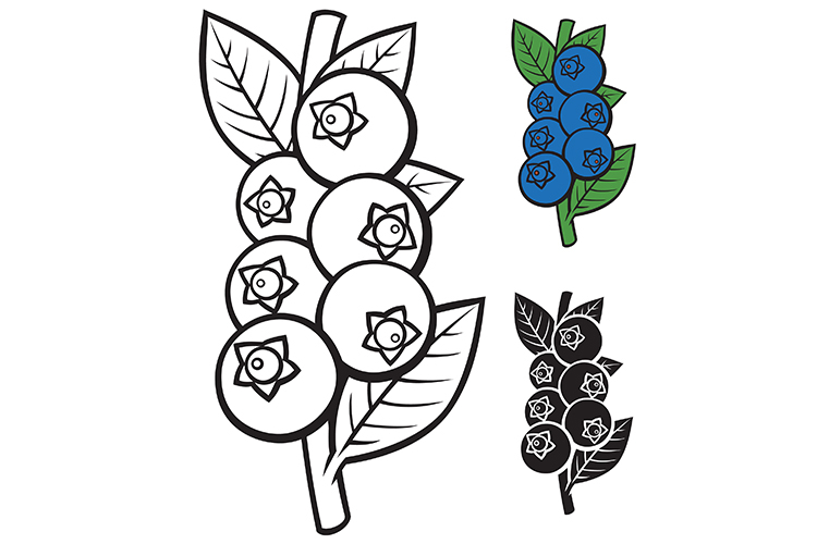 Fresh blueberries branch - eps, jpg, dxf, svg, pdf, p