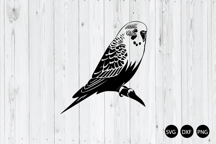 Budgie Bird SVG, Bird SVG, Animal SVG
