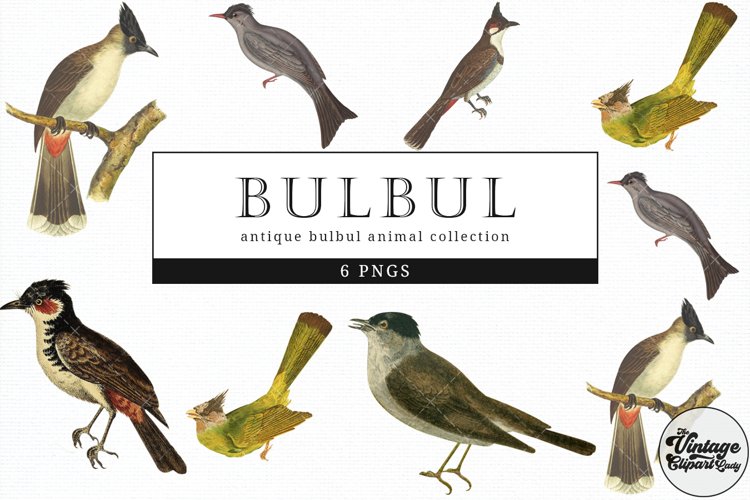 Bulbul Vintage Animal illustration Clip Art, Clipart example image 1